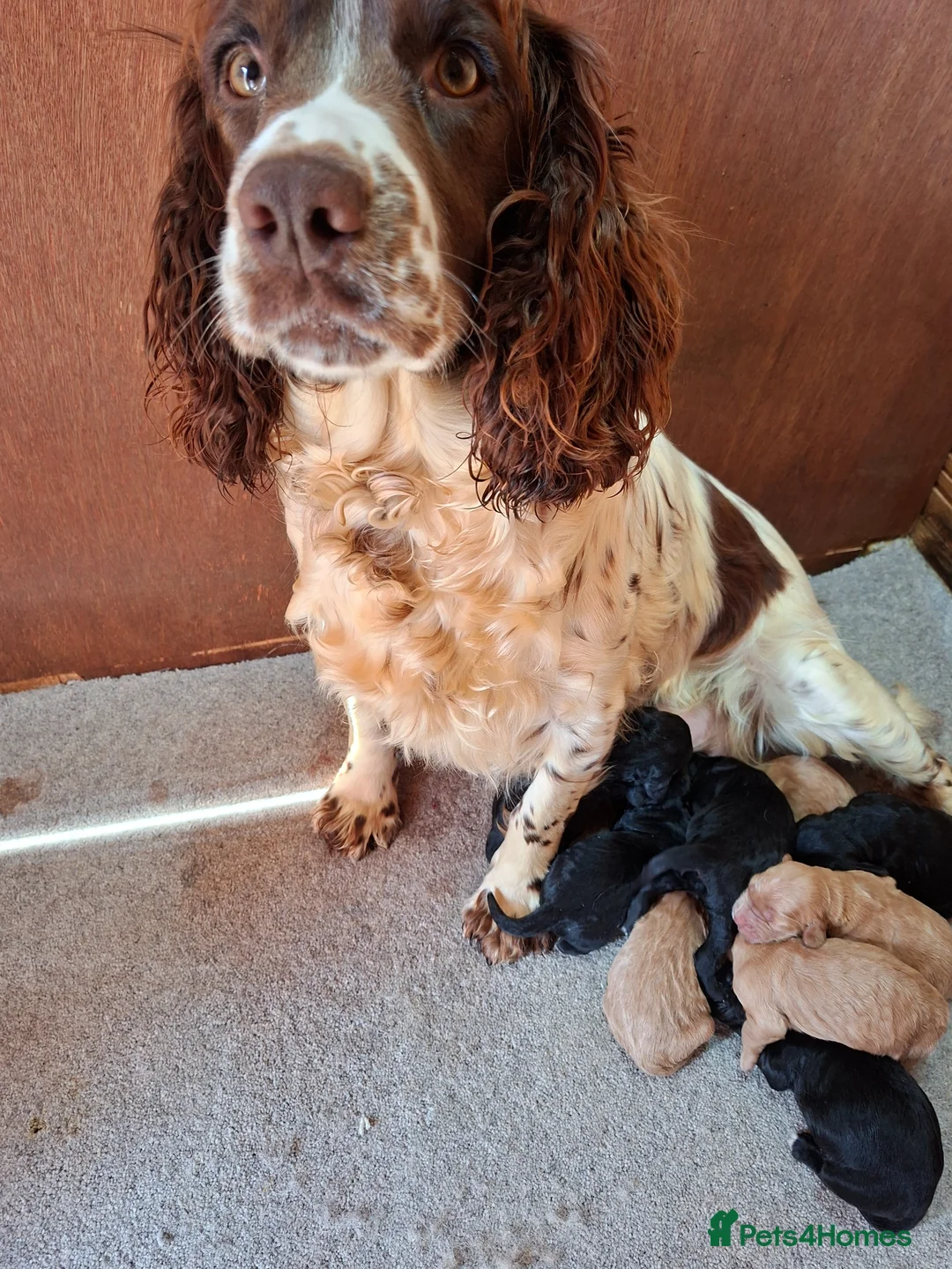 Cockapoo dogs for sale: F1 cockapoo puppies - Advert 2