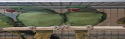 Parrots birds for sale: Amazons/Parrots/Parakeets available  - Advert 9