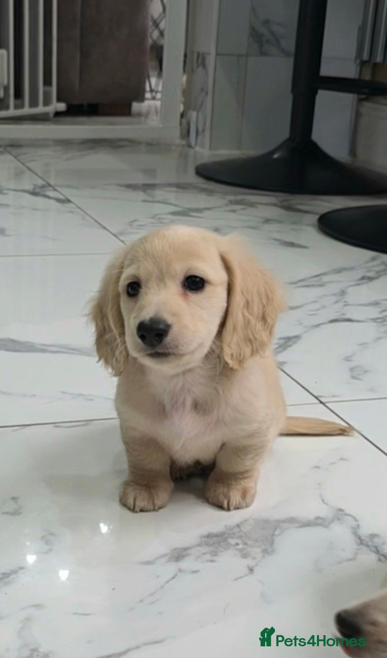 Miniature Dachshund dogs Cream Miniature long-haired  - Advert 6