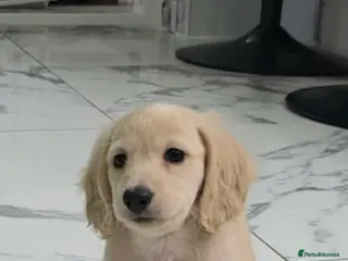 Miniature Dachshund dogs Cream Miniature long-haired - Advert 6