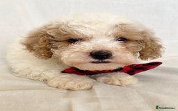 Cavapoo dogs for sale: Beautiful Cavapoo’s - Image 12
