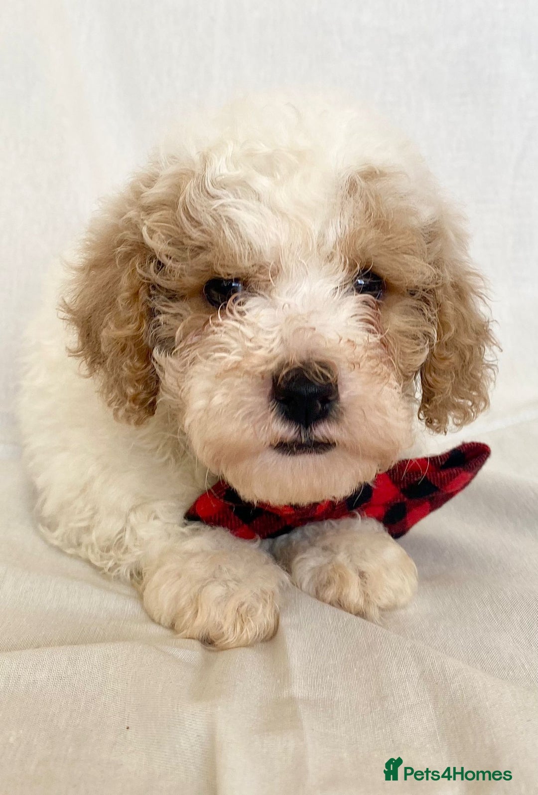 Cavapoo dogs for sale: Beautiful Cavapoo’s - Image 12