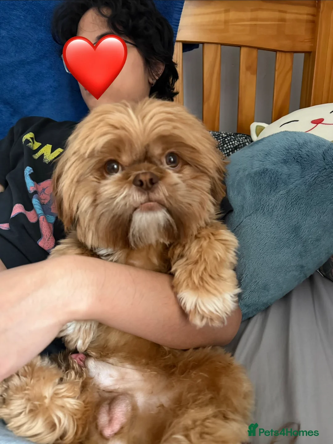 Shih Tzu dogs for stud: STUNNING KC REGISTERED STUD in Glasgow - Advert 3