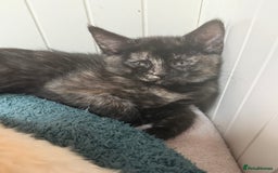 Devon Rex cats for sale: Adorable first generation permitted outcross - Image 24