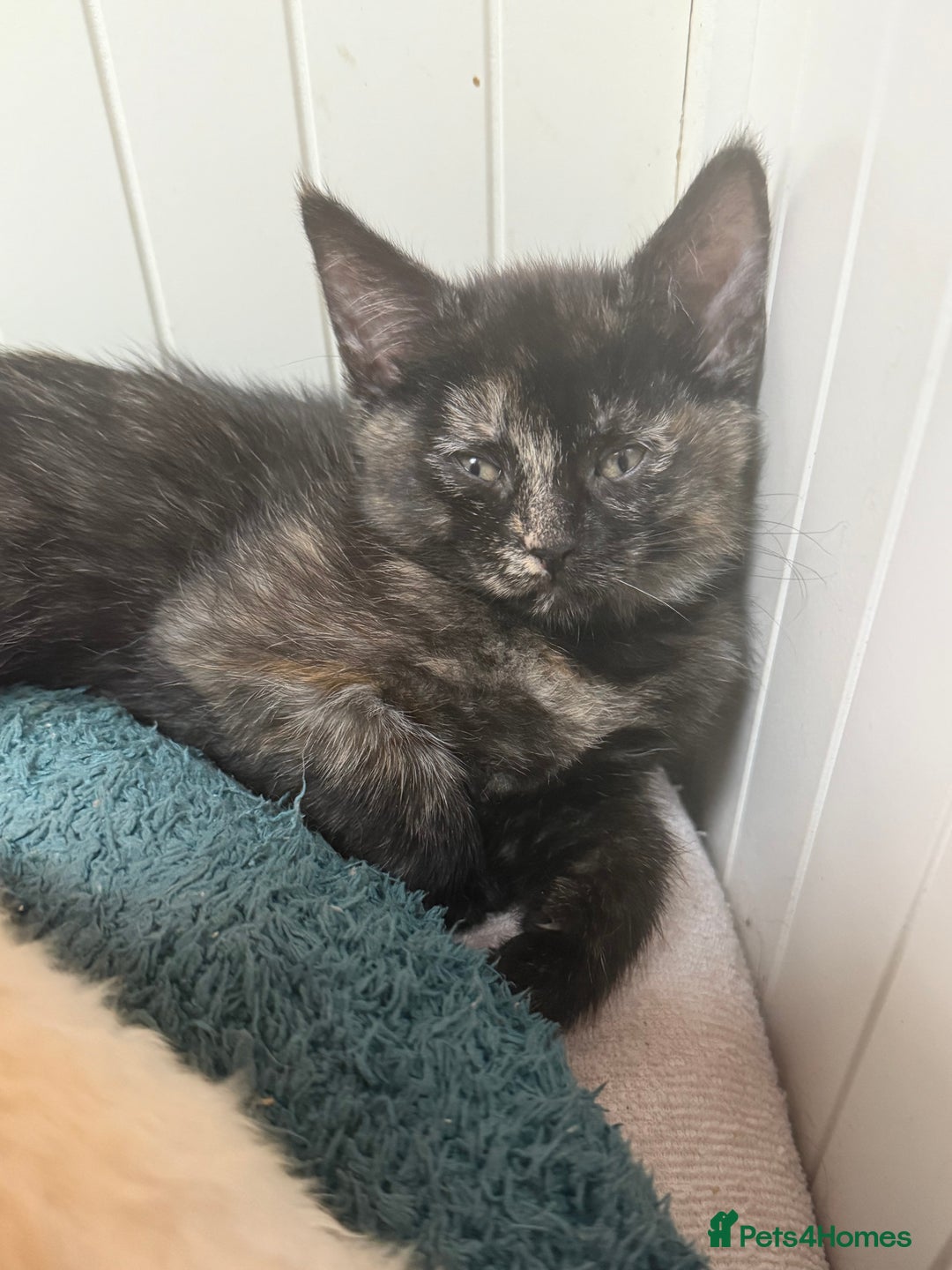 Devon Rex cats for sale: Adorable first generation permitted outcross - Image 24
