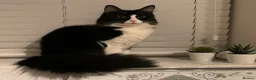 Mixed Breed cats for sale: Beautiful cats that need a new home in Dudley - Advert 8