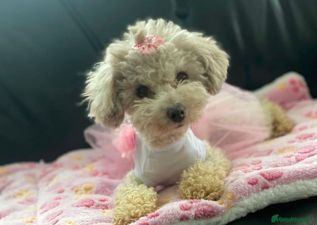 Toy Poodle dogs for sale: full ASIAN toy poodle 5* licensed breeder import  - Image 10