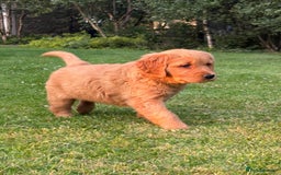 Golden Retriever dogs for sale: KC reg Golden Retriever puppies  - Image 8
