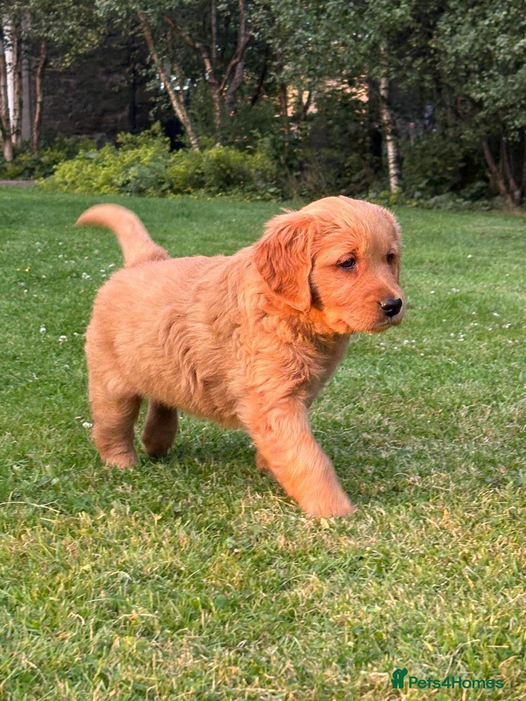 Golden Retriever dogs for sale: KC reg Golden Retriever puppies  - Image 8