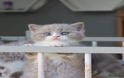 British Shorthair cats for sale: Wonderful last baby British shorthair girl  - Image 4