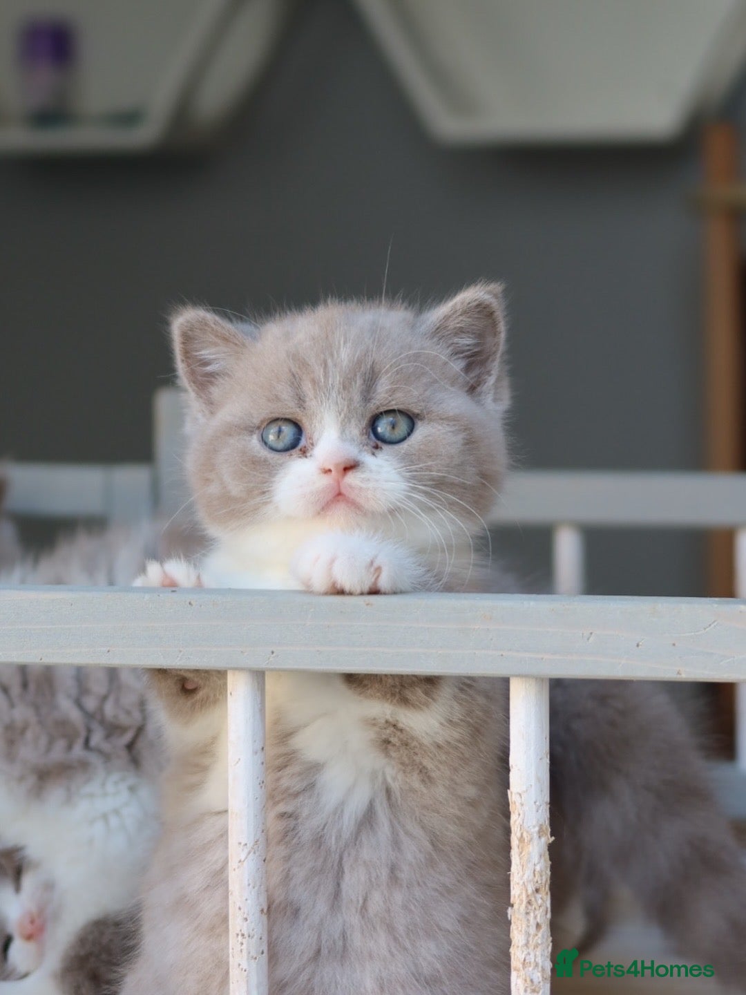 British Shorthair cats for sale: Wonderful last baby British shorthair girl  - Image 4