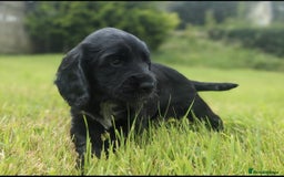 Sprocker dogs for sale: 🐾 Springer Spaniel x Cocker Spaniel Male Pup – 🐾 - Image 2