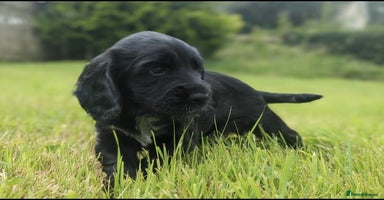 Sprocker dogs - Advert 11
