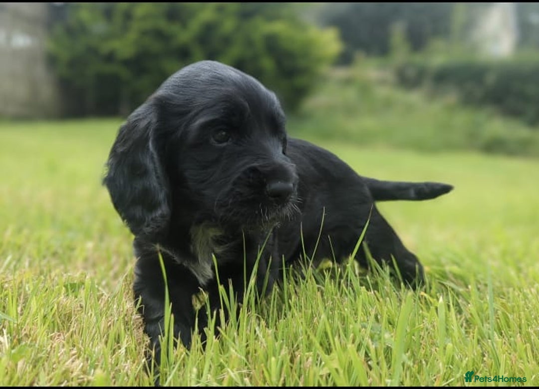 Sprocker dogs for sale: 🐾 Springer Spaniel x Cocker Spaniel Male Pup – 🐾 - Image 2