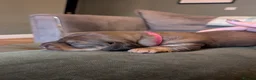 Miniature Dachshund dogs for sale: Beautiful Miniature Dachshund Puppies   - Advert 26