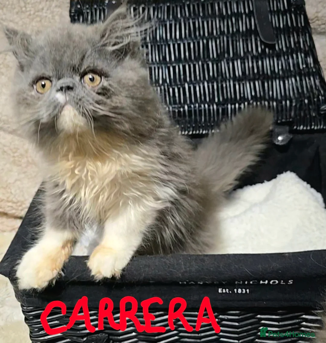 Persian cats for stud: GCCF REGISTERED PERSIAN STUD CHAMPION LINES PROVEN in London - Advert 21