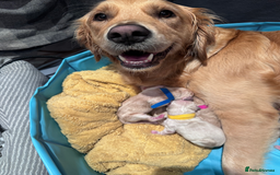 Golden Retriever dogs for sale: Golden Retriever Puppies! 💛🐶 - Image 6