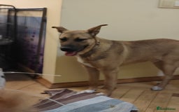 Mixed Breed dogs for adoption: 💙Lord – a 7-month-old lower-medium boy💙 - Advert 3