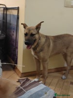 Mixed Breed dogs 💙Lord – a 7-month-old lower-medium boy💙 - Advert 2