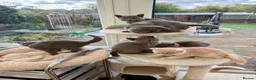British Shorthair cats for sale: Tortieshell & Cream BSH kittens ready to leave now - Advert 12