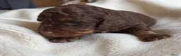 Cockapoo dogs for sale: Chocolate Cockapoos for sale - Advert 11