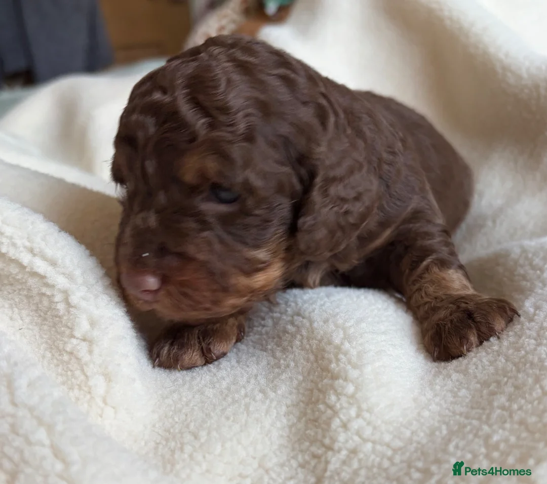 Cockapoo dogs for sale: Chocolate Cockapoos for sale - Advert 11
