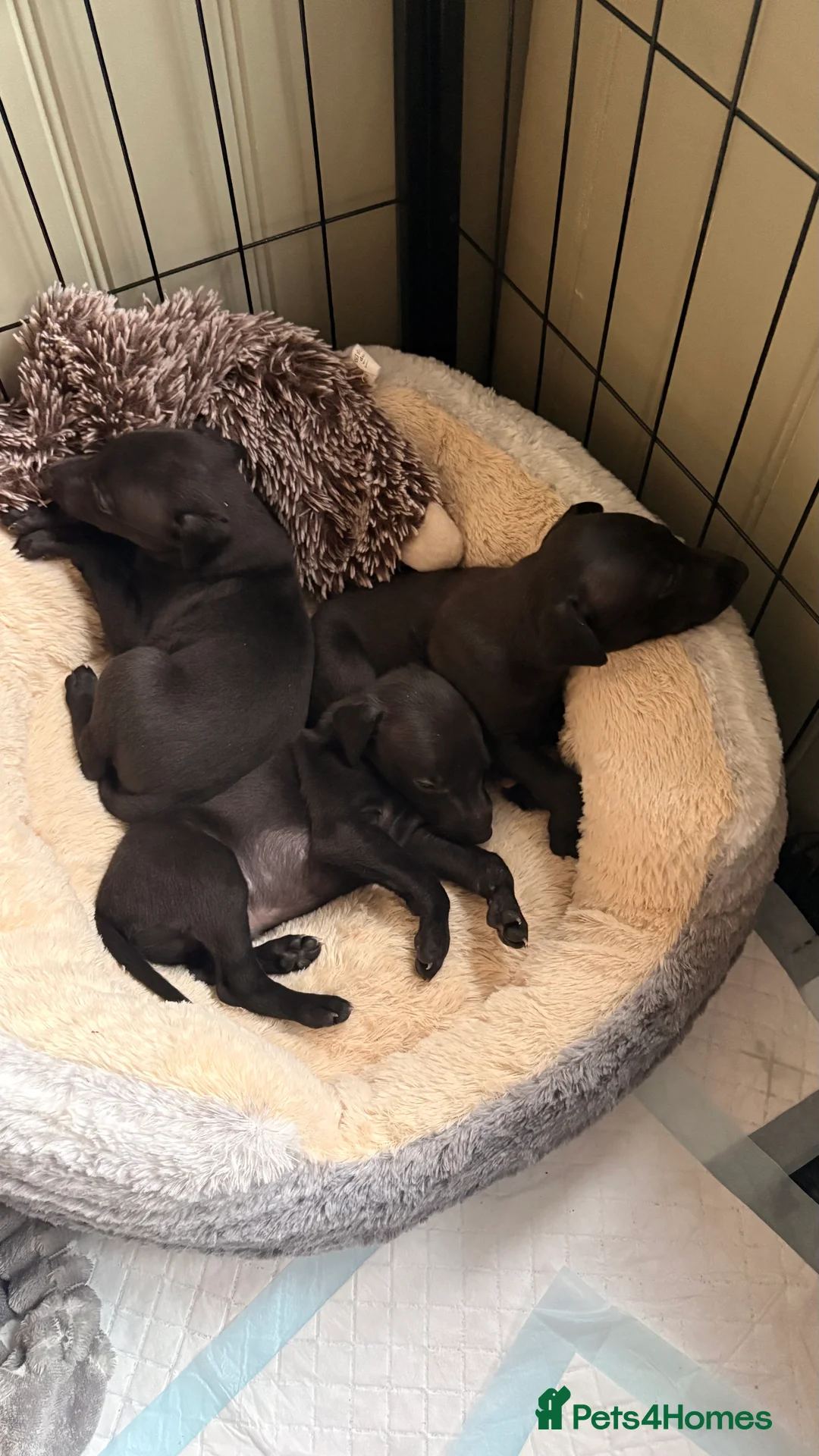 Whippet dogs for sale: KC whippet puppies - Advert 4