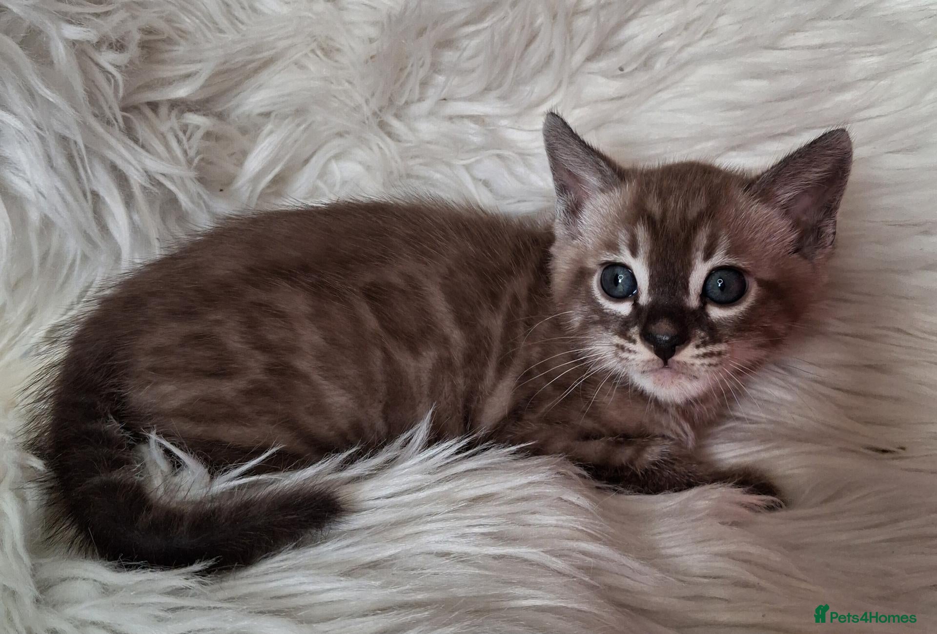 Bengal cats Superbly rosetted Bengals - Advert 3