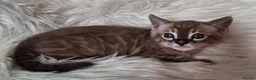 Bengal cats for sale: Superbly rosetted Bengals - Advert 1