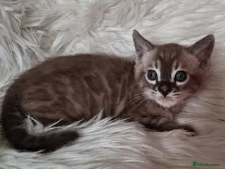 Bengal cats Superbly rosetted Bengals - Advert 3