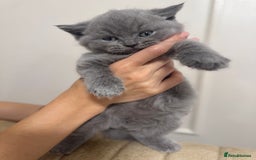 British Shorthair cats for sale: Adorable british shorthair kittens - Image 9