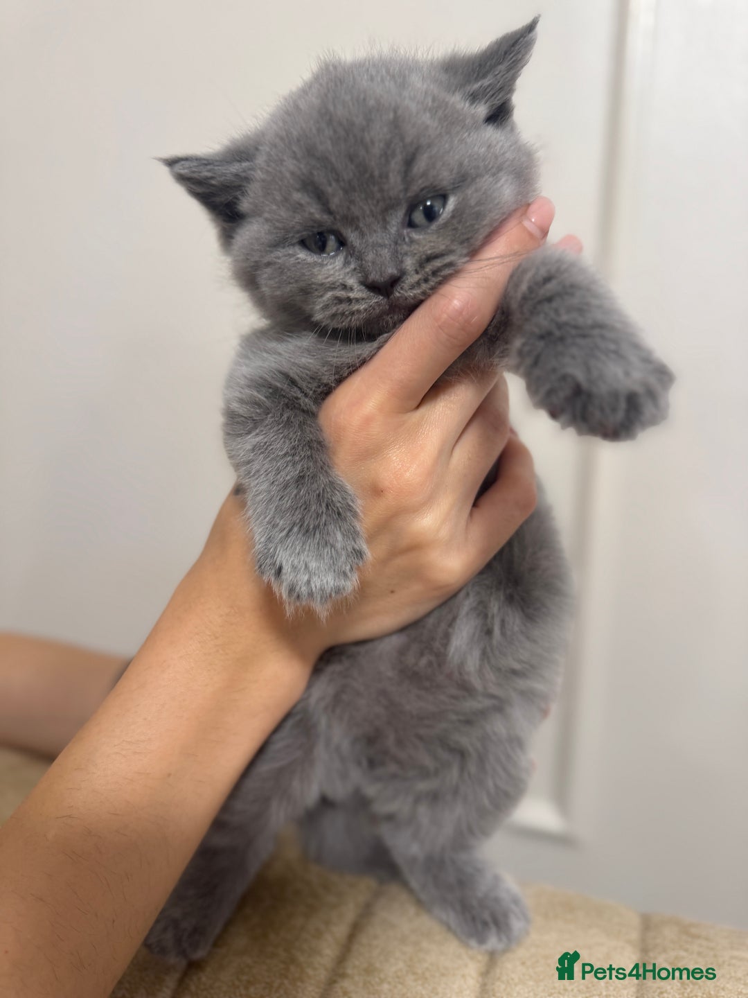British Shorthair cats for sale: Adorable british shorthair kittens - Image 9