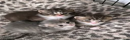 British Longhair cats for sale: Stunning British Longhair Kittens  - Advert 15