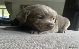Labrador Retriever dogs for sale: Stunning litter of Silver & Charcoal Lab pups  - Image 8
