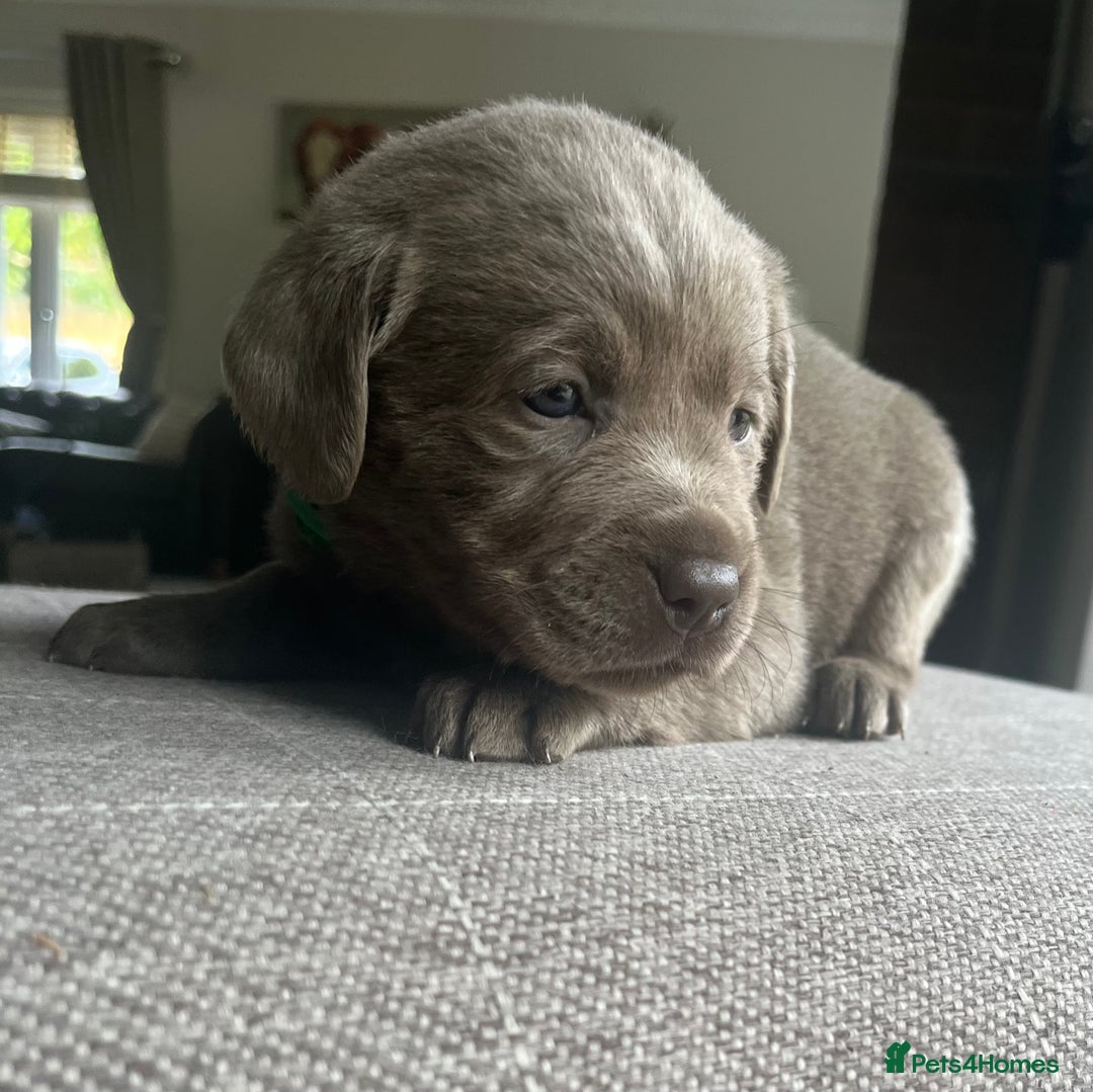 Labrador Retriever dogs for sale: Stunning litter of Silver & Charcoal Lab pups  - Image 8
