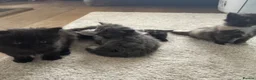 Mixed Breed cats for sale: Fluffy kittens for sale - Advert 5