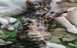 Munchkin cats for sale: Cute addorable kitten ready to leave immediately  in London - Image 29