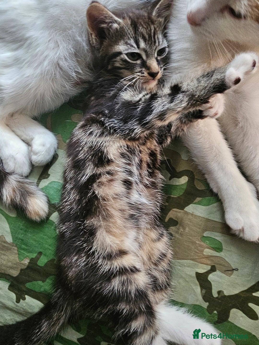 Munchkin cats for sale: Cute addorable kitten ready to leave immediately  in London - Image 29