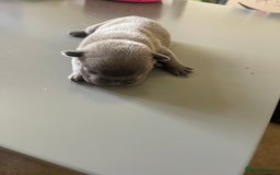 French Bulldog dogs for sale: French bulldog  - Image 7