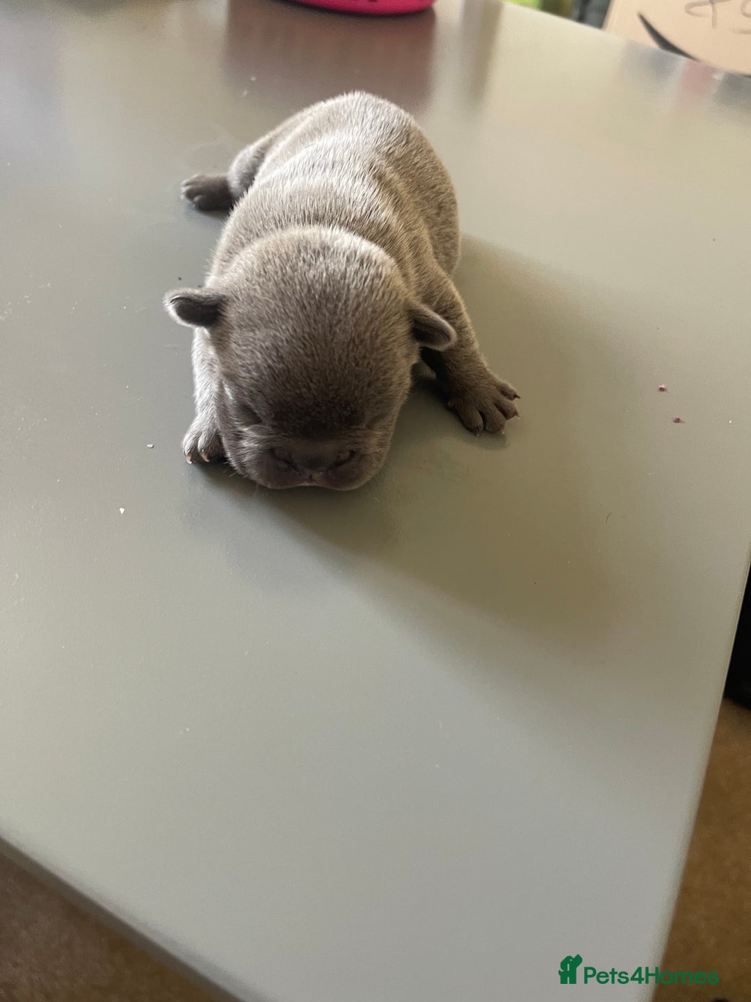 French Bulldog dogs for sale: French bulldog  - Image 7
