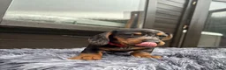 Miniature Dachshund dogs for sale: Miniature Dachshund Lovely Puppies for Sale in Richmond - Advert 9