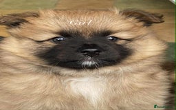 German Spitz dogs for sale: German spitz - Image 7