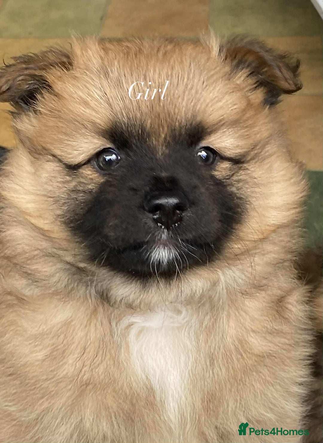German Spitz dogs for sale: German spitz - Image 7