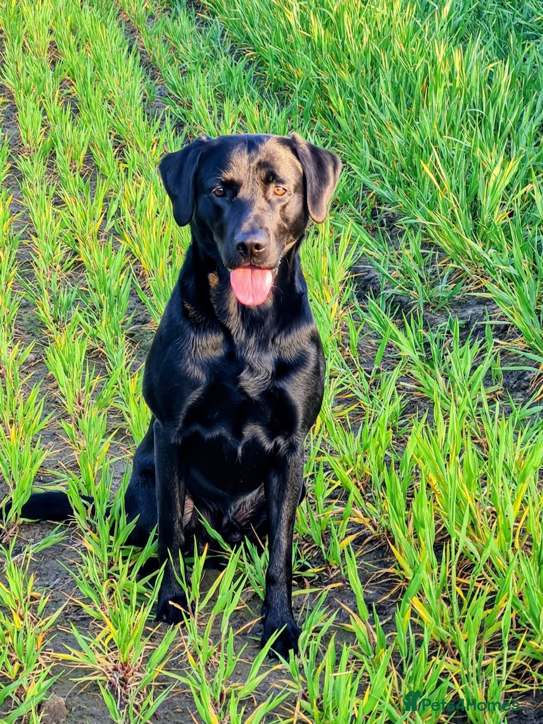 Labrador Retriever dogs for sale: PEDIGREE & KC REG LABRADOR RETRIEVER  - Advert 5