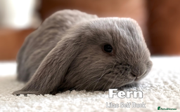 French Lop rabbits for sale: Beautiful Baby French Lops - Image 9