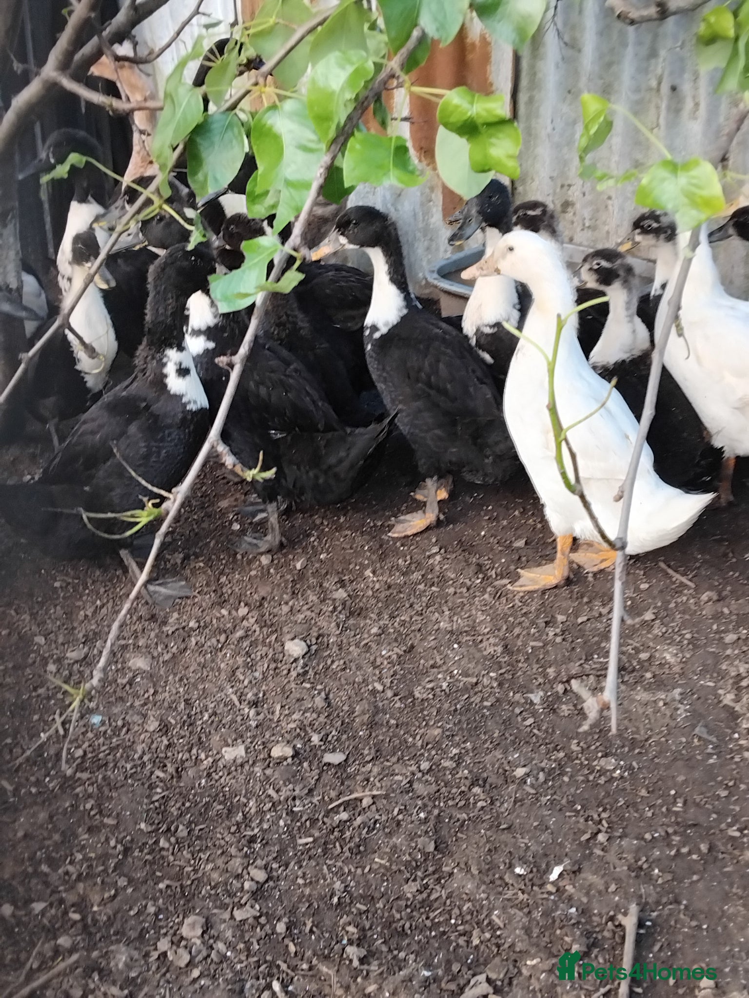 Mixed Breed poultry Poultry for sale - Advert 1