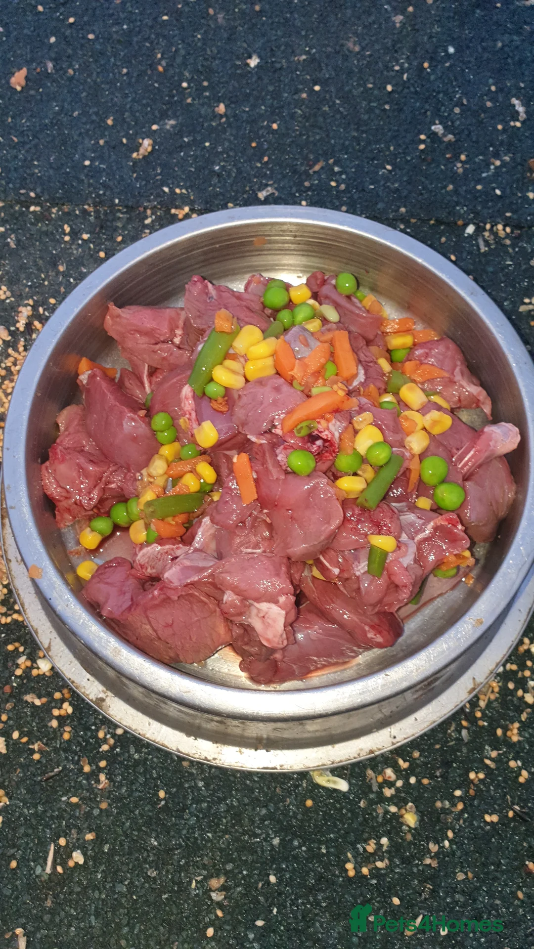 Cocker Spaniel dogs for sale: Cocker spaniel pups - Advert 10