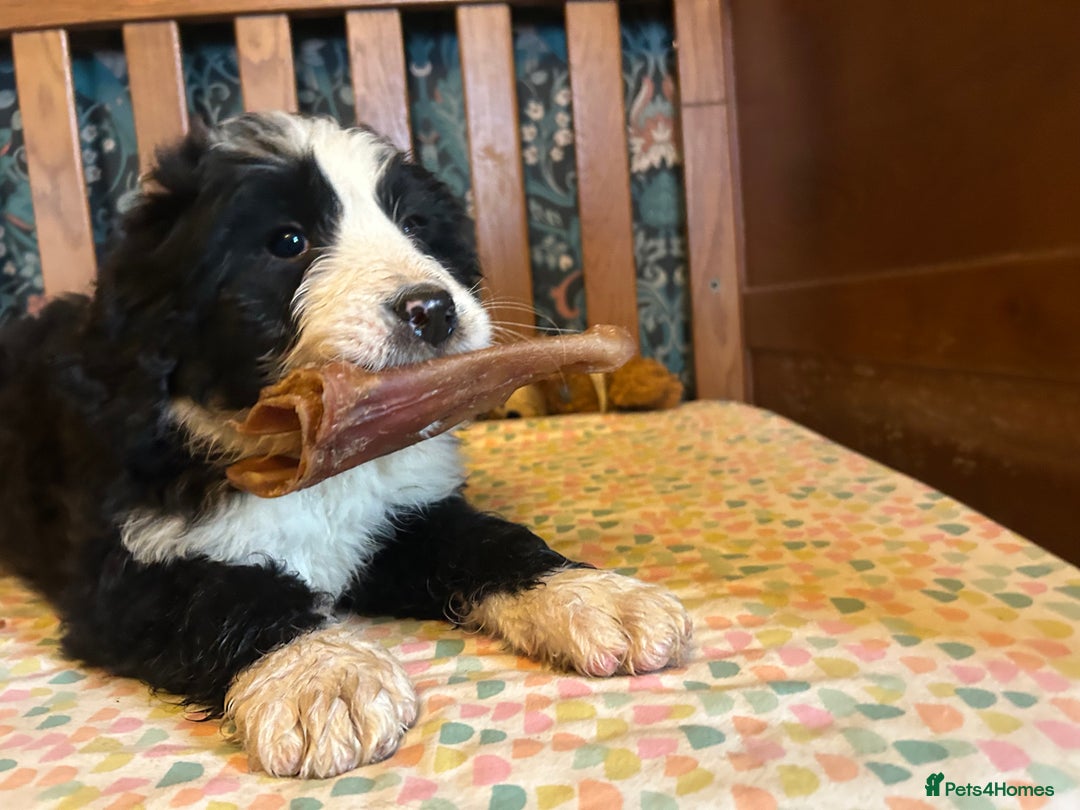 Bernedoodle dogs for sale: Gorgeous Bernedoodle Pups - Advert 20
