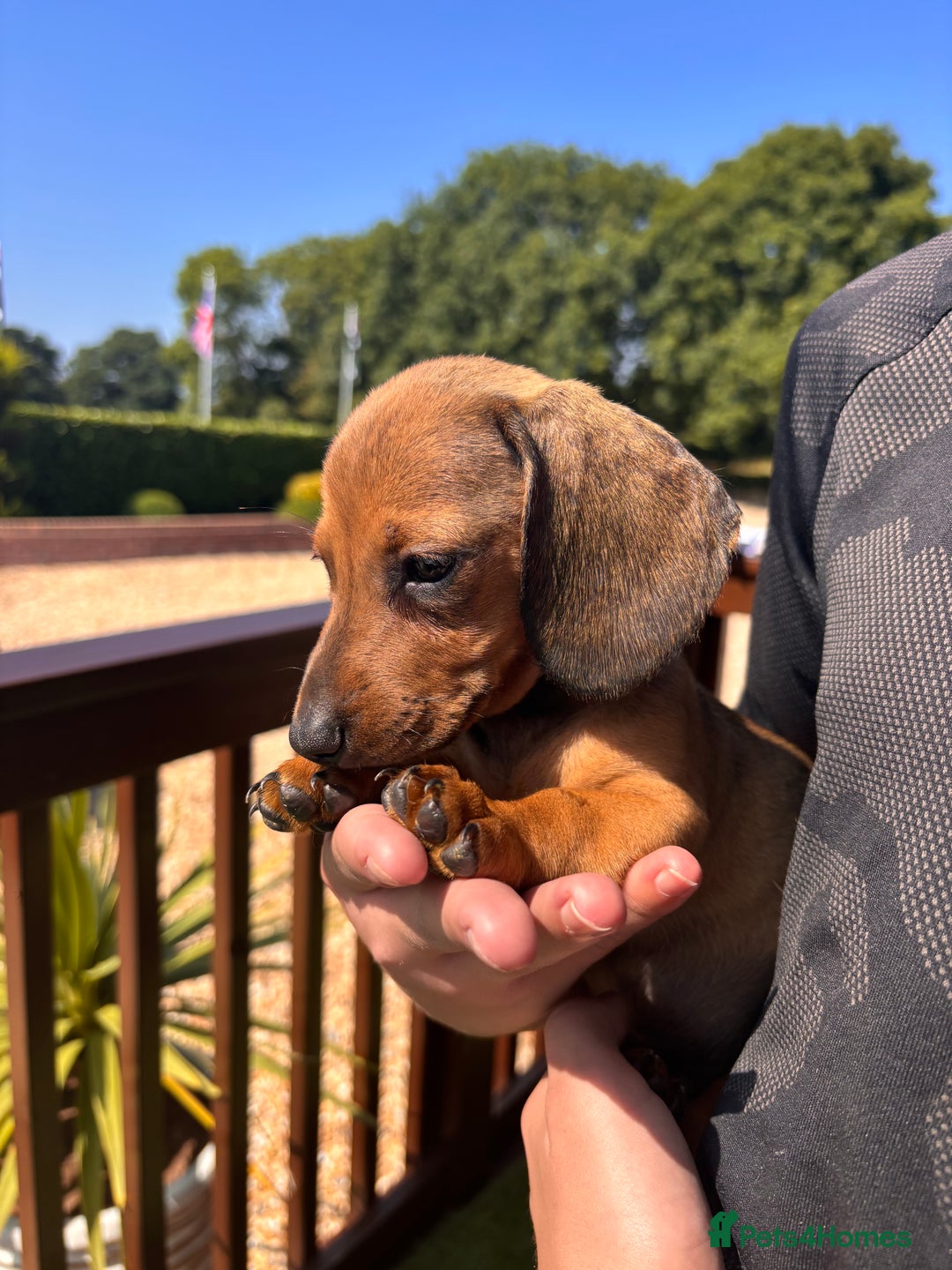 Dachshund dogs for sale: 1 gorgeous boy Available Ready to leave 🐶🏡 in Cullompton - Image 12