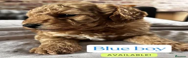 Miniature Poodle 2
